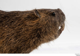 Nutria head 0008.jpg